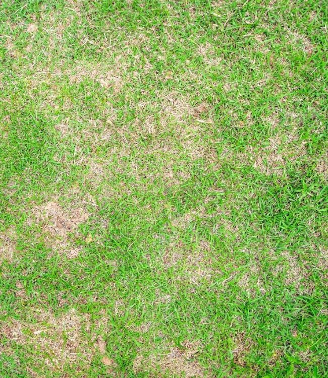 Lawn Diseases Top down view of lawn with dead dry grass