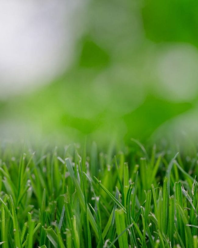 Grass background Close up of grass with a blurred background