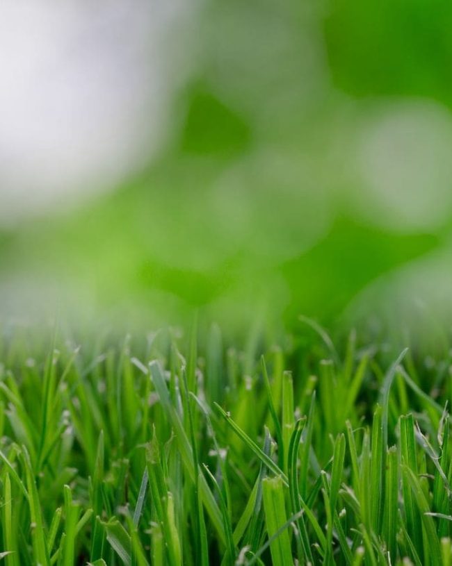 Close up of grass with a blurred background