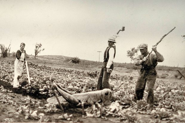 Old Warne family photo of workers doing pest control for a pasture Old Warne family photo of workers doing pest control for a pasture